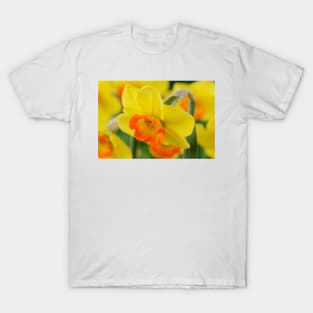 Narcissus  &#39;Bantam&#39;  AGM   Division 2 Large-cupped  Daffodil T-Shirt